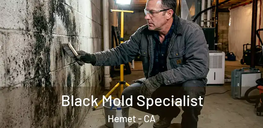  Black Mold Specialist Hemet - CA