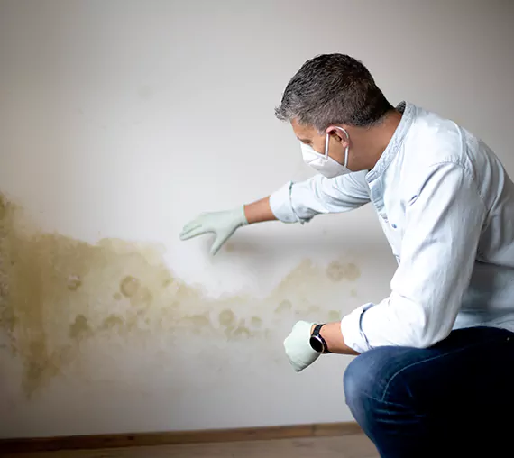 Mold Removal Service in Hemet, CA